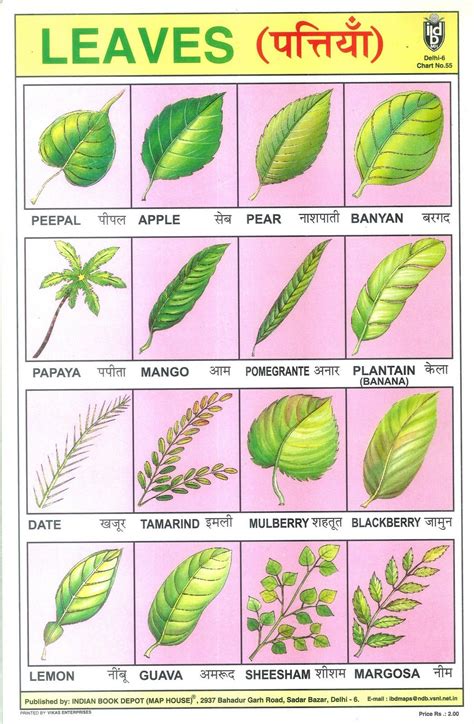 trees shed their leaves meaning in hindi|More.